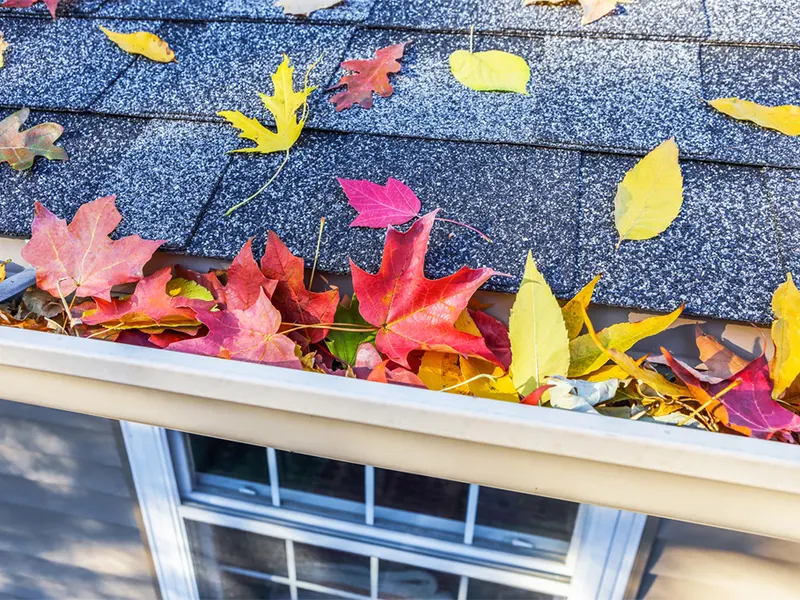 Gouttière obstruée par les feuilles mortes en automne